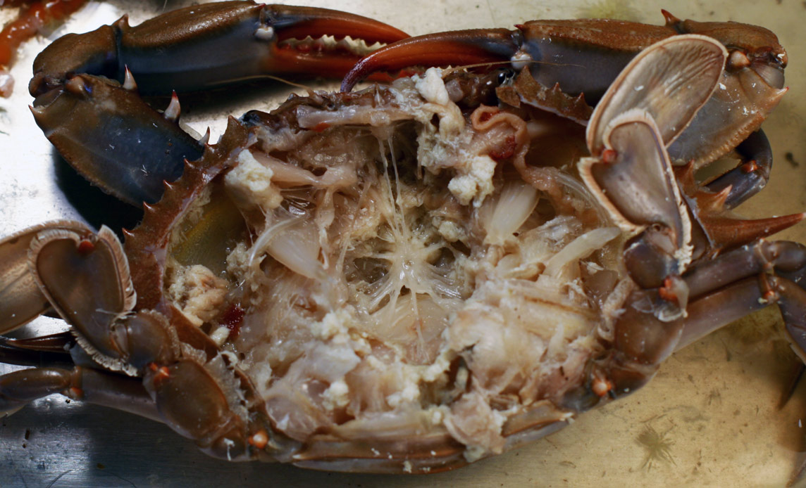 crabnervoussystemgeneral